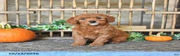 Mini Goldendoodle dogs for sale: Blaze - Ad 3