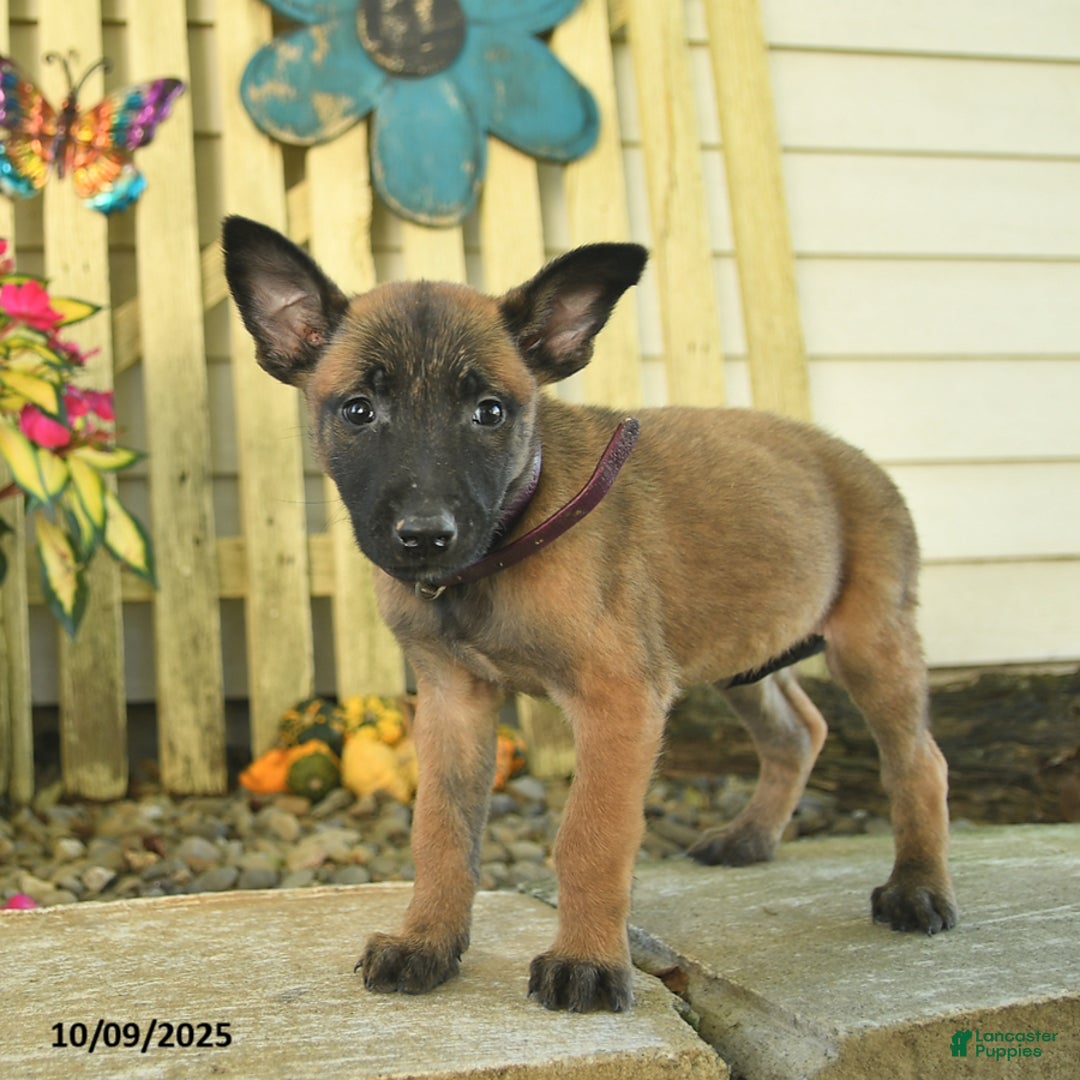 Belgian Malinois dogs for sale: Pearl  - Ad 14