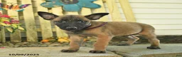 Belgian Malinois dogs for sale: Pearl  - Ad 24