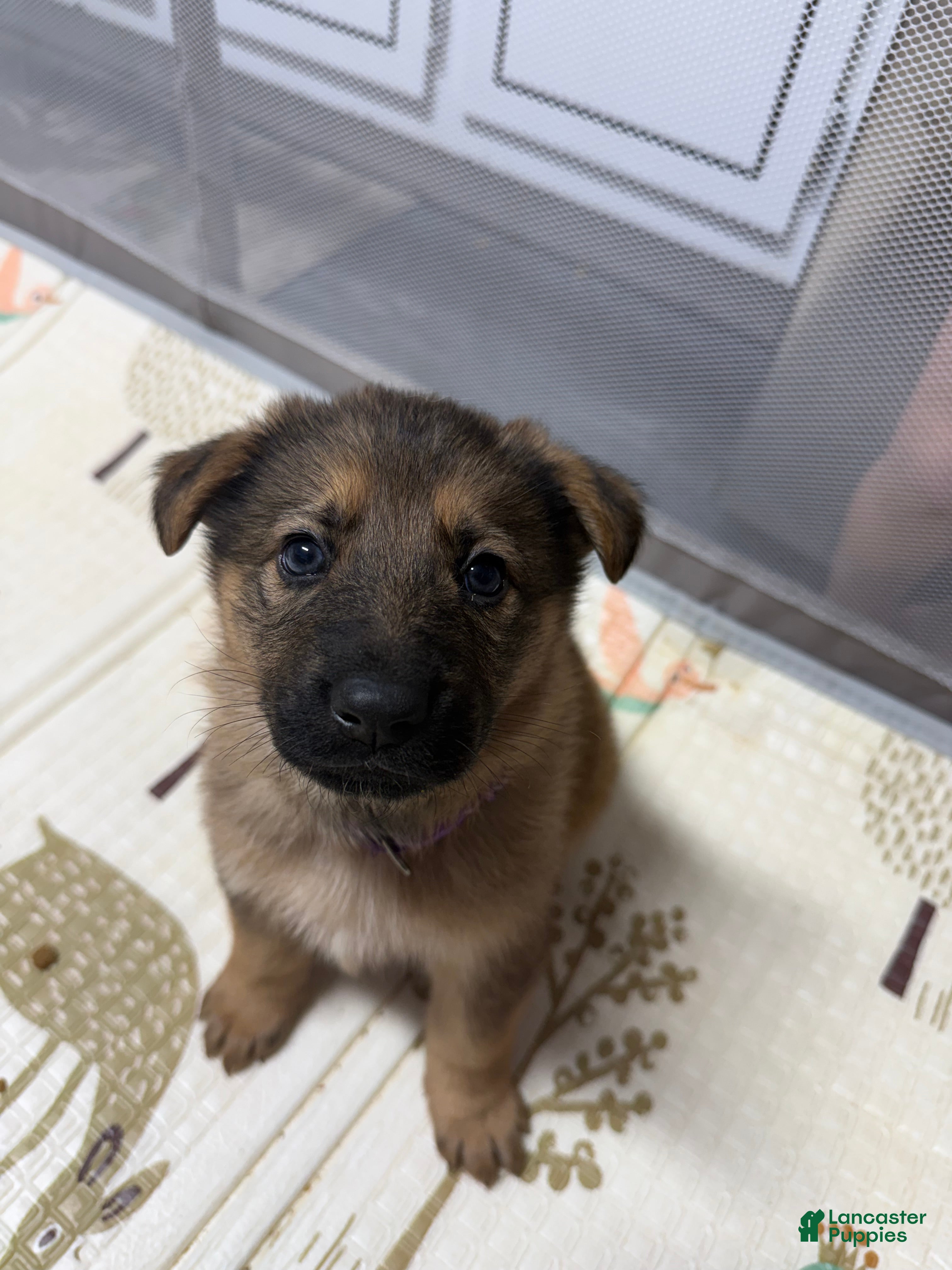 German Shepherd dogs Luna - Ad 14