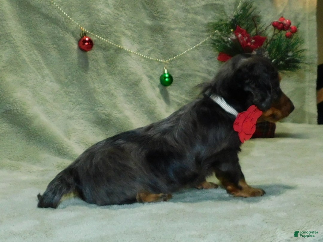 Miniature Dachshund dogs for sale: Miniature Dachshund Puppy 1 - Ad 3