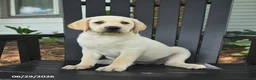 Labrador Retriever dogs for sale: Sage - Ad 3