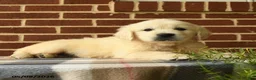 Golden Retriever dogs for sale: Pepper - Ad 4