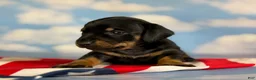Miniature Dachshund dogs for sale: Akc petunia SH DNA OFA  - Ad 3