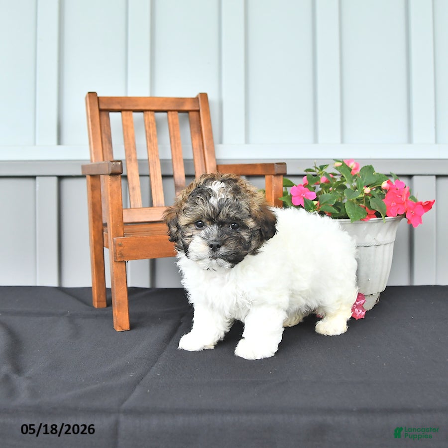 Shihpoo dogs Patrick - Ad 1