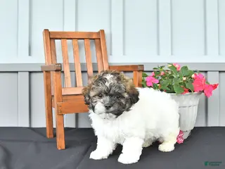 Shihpoo dogs for sale: Patrick - Ad 1