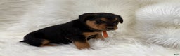 Airedale Terrier dogs for sale: Samantha Airedale Terrier Puppy 2 - Ad 2