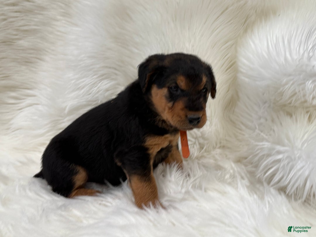 Airedale Terrier dogs for sale: Samantha Airedale Terrier Puppy 2 - Ad 2