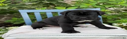 Cane Corso dogs for sale: Dottie - Ad 9