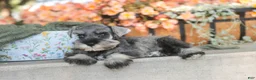 Miniature Schnauzer dogs for sale: Qeleigh Miniature Schnauzer  - Ad 6
