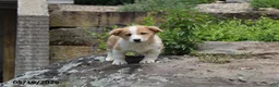 Mixed Breed dogs for sale: Oscar - Ad 4