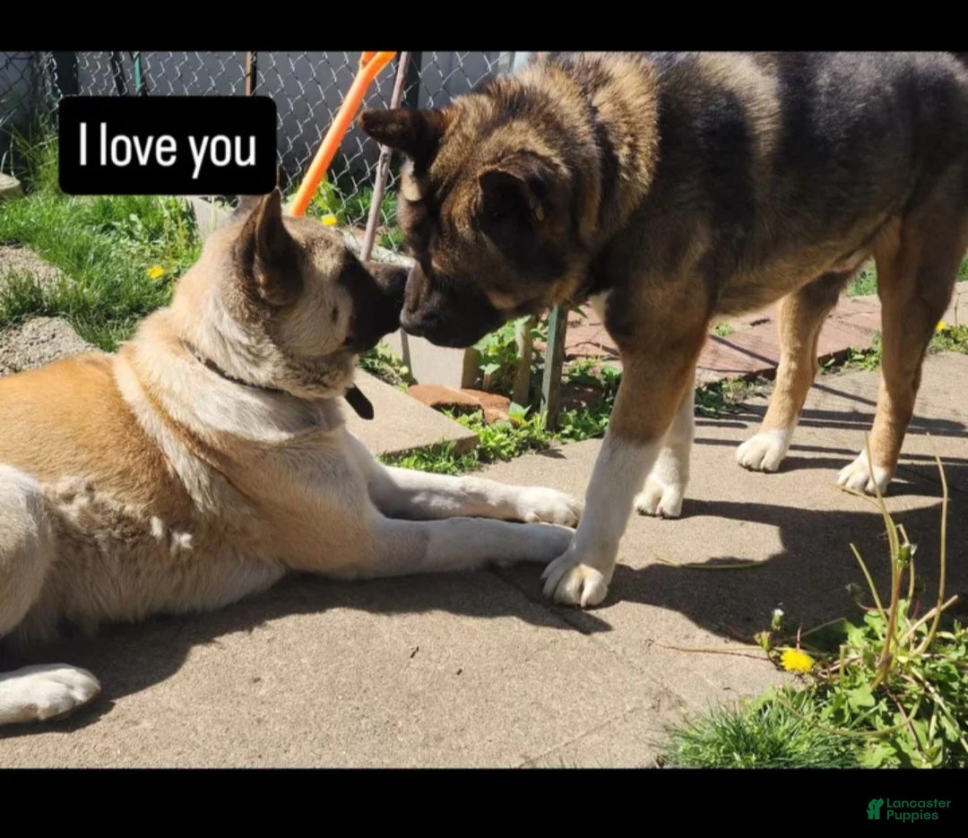 Akita dogs for sale: Akita Puppy 2 - Ad 8