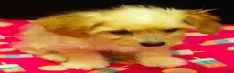 Cavachon dogs for sale: Shyla - Ad 9