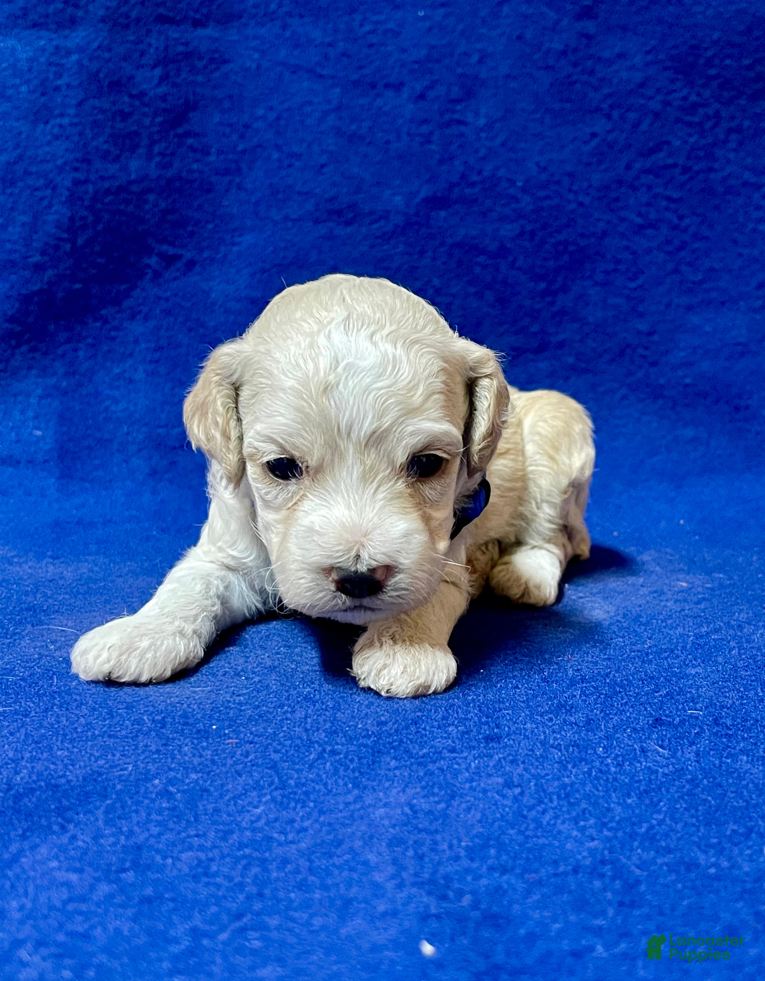 Cockapoo dogs Maximus - Ad 2