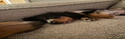 Miniature Dachshund dogs for sale: Bonnie - Ad 3