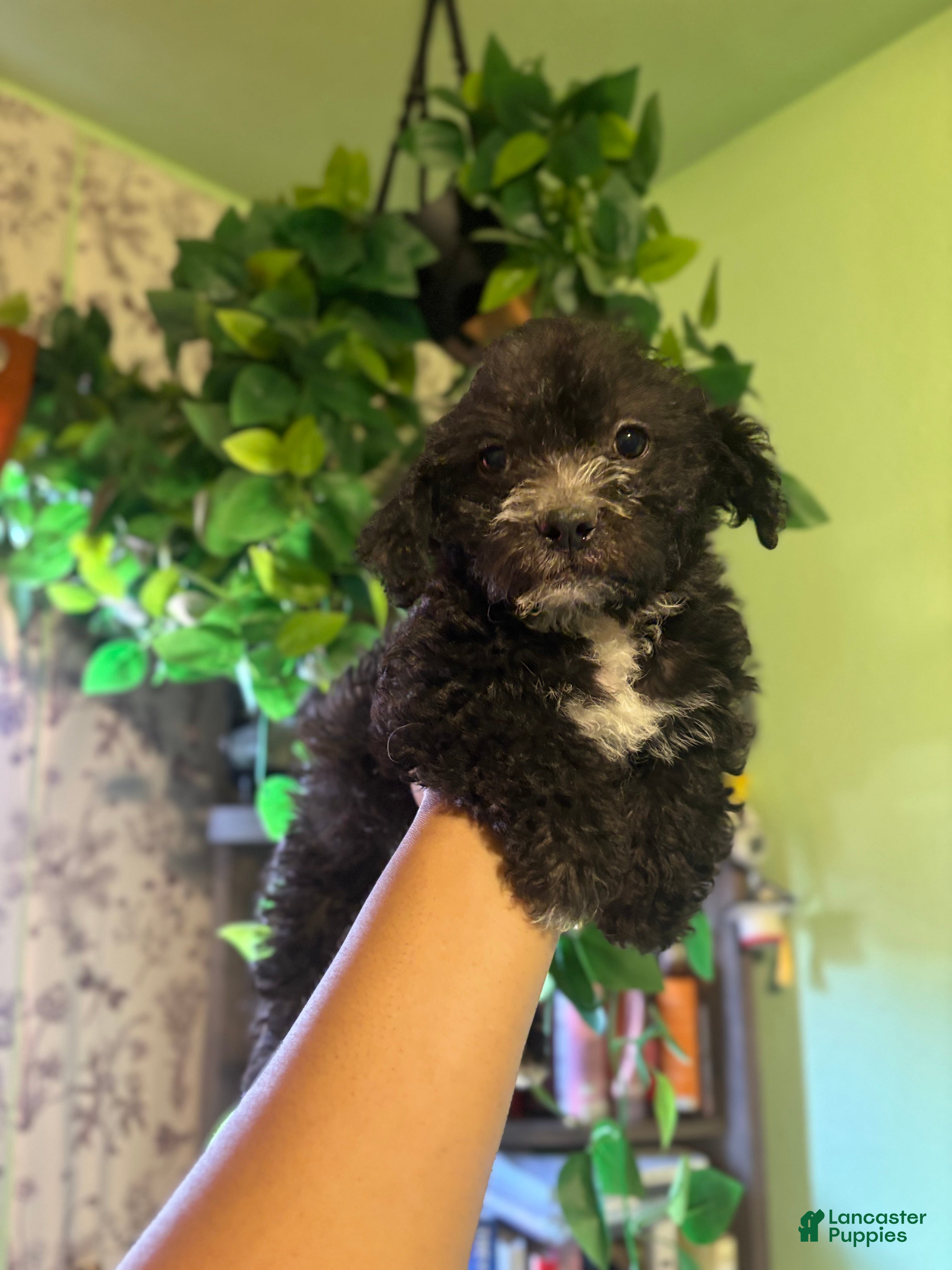 Mixed Breed dogs Lex - Ad 2