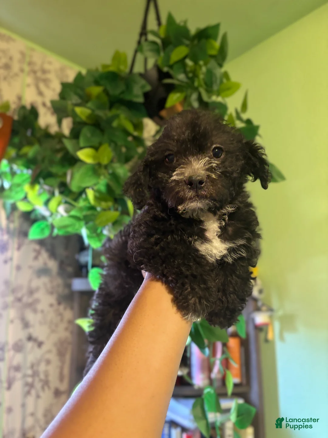 Mixed Breed dogs for sale: Lex - Ad 2