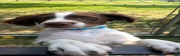 Brittany Spaniel dogs for sale: Brittany Spaniel 2 - Ad 3