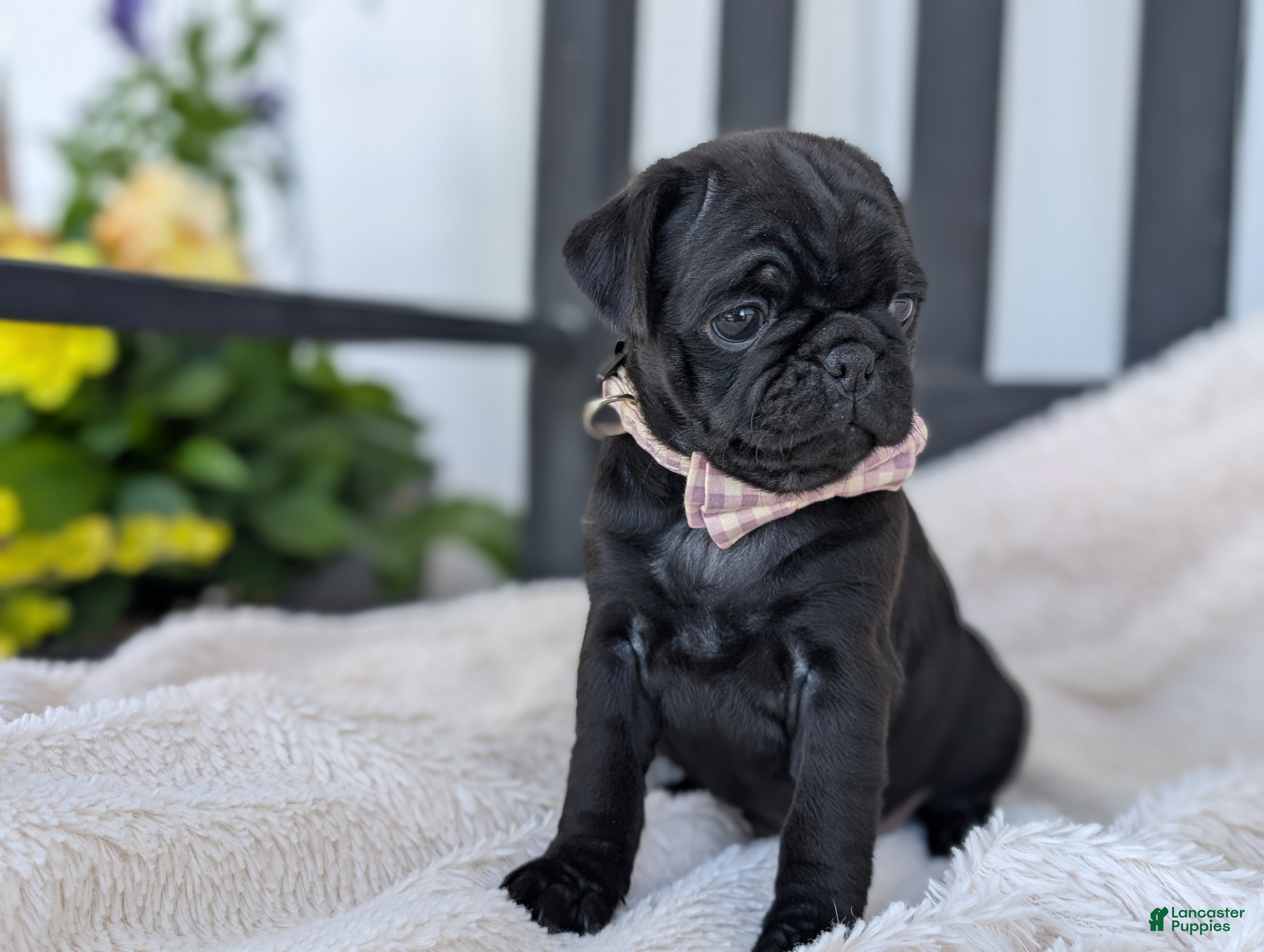 Pug dogs for sale: Taffy - Ad 4