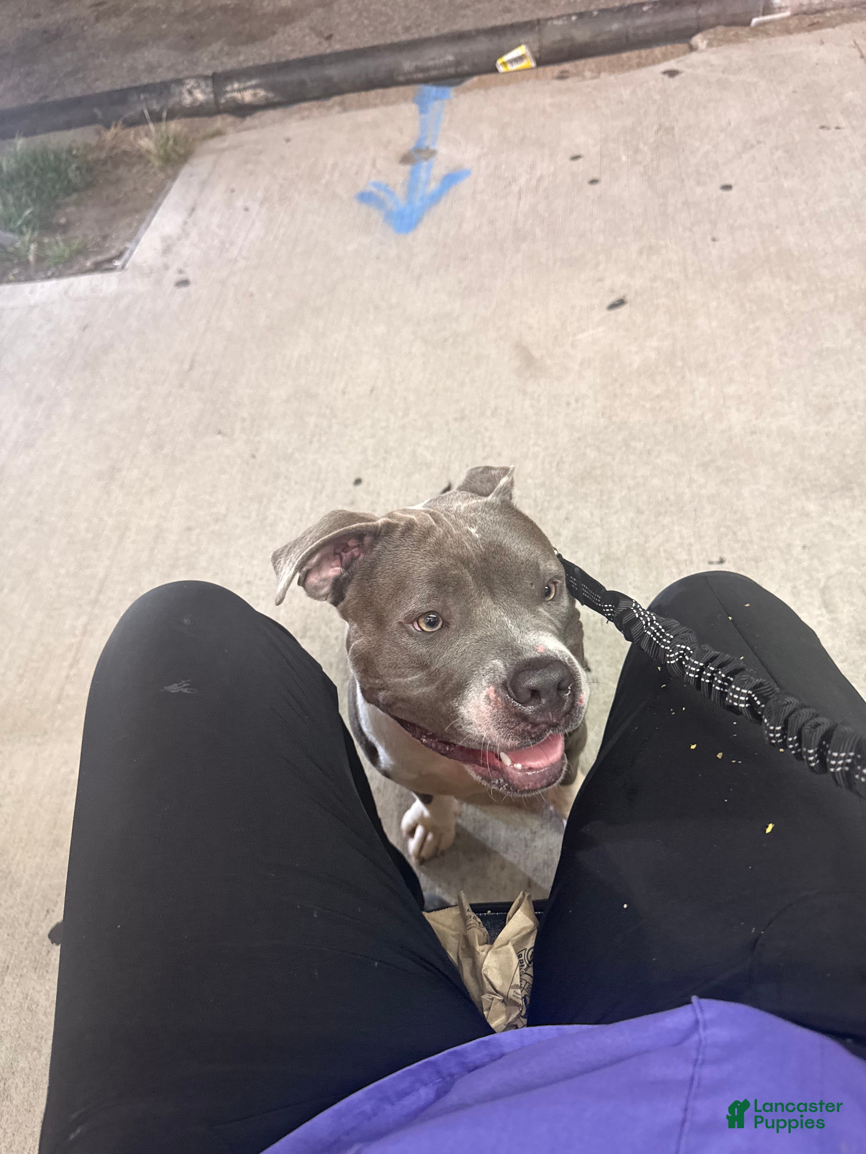 American Bully dogs American Bully 1 - Ad 14