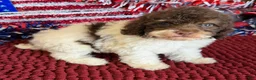 Cockapoo dogs for sale: Millie - Ad 3