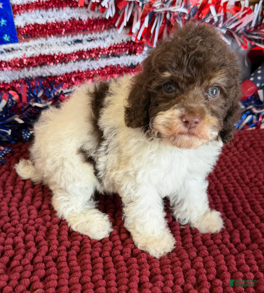 Cockapoo dogs for sale: Millie - Ad 3