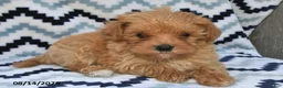 Maltipoo dogs for sale: Dasher - Ad 2