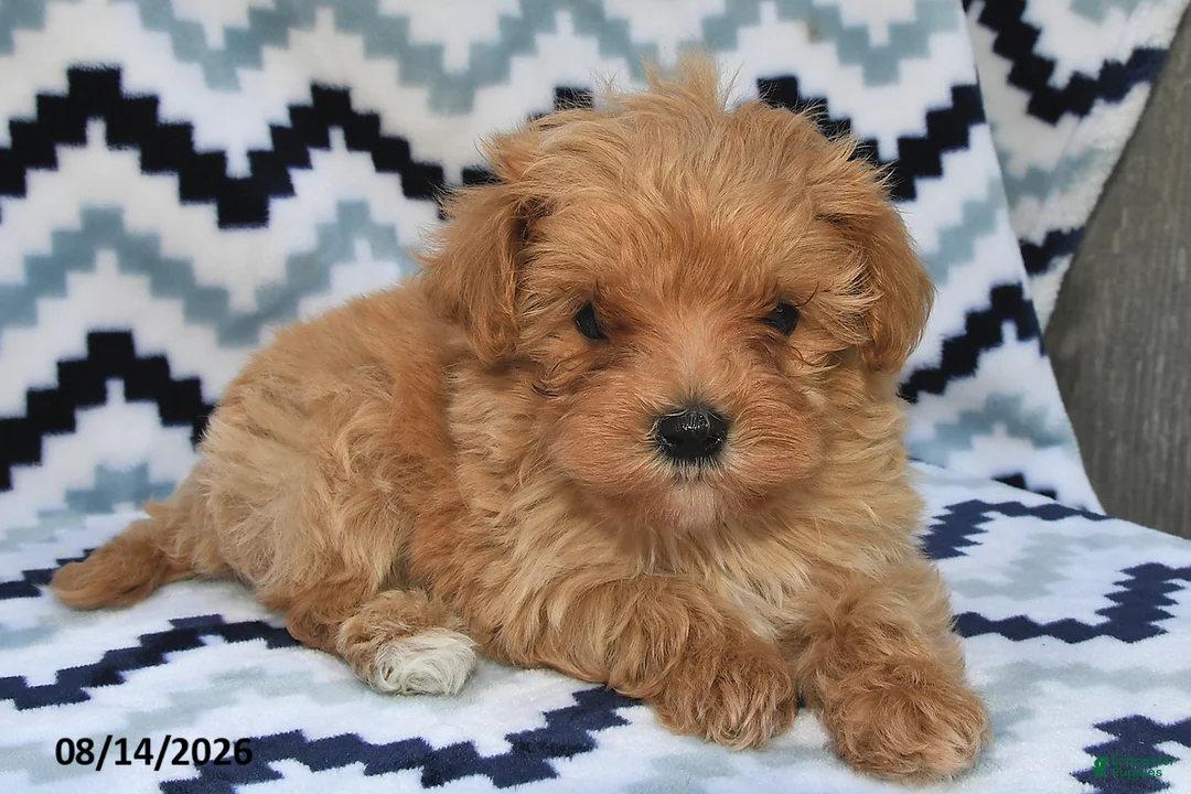 Maltipoo dogs for sale: Dasher - Ad 2