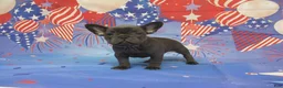 French Bulldog dogs for sale: AKC Blueberry - Ad 3