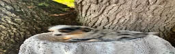 Miniature Australian Shepherd dogs for sale: Champion - Ad 4