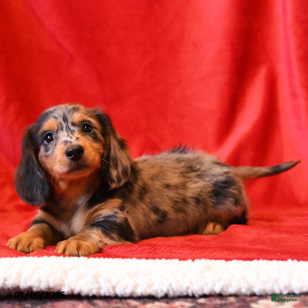 Miniature Dachshund dogs for sale: Da Vinci - Ad 2