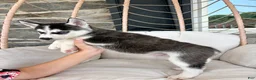 Siberian Husky dogs for sale: Siberian Husky 3 - Ad 4