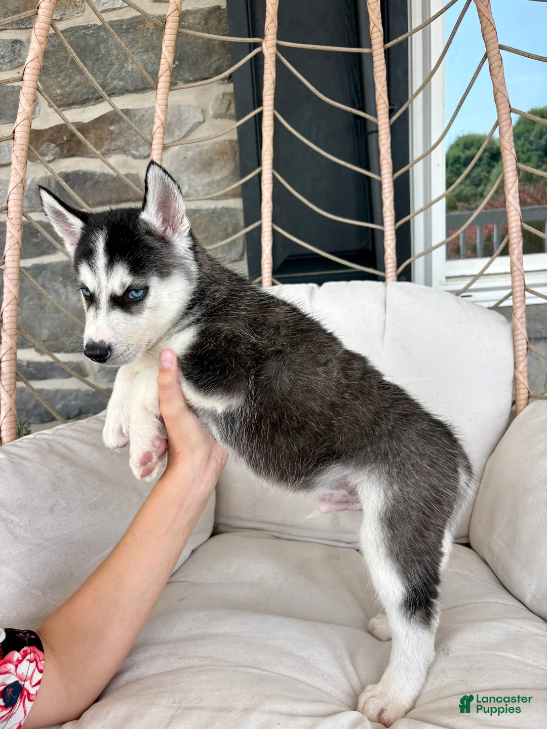 Siberian Husky dogs for sale: Siberian Husky 3 - Ad 4