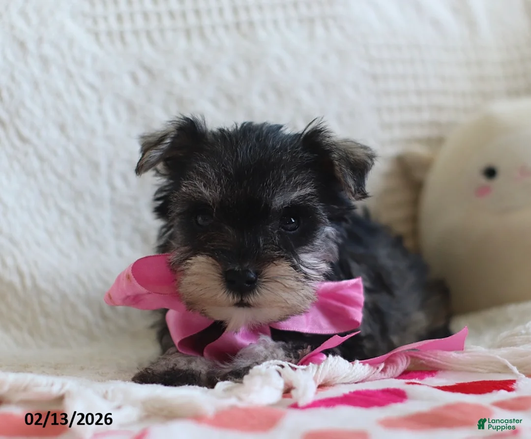 Miniature Schnauzer dogs for sale: Shania - Ad 3