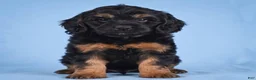 Cockapoo dogs for sale: Moley - Ad 7