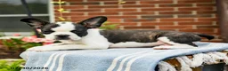 Frenchton dogs for sale: Diana - Ad 4