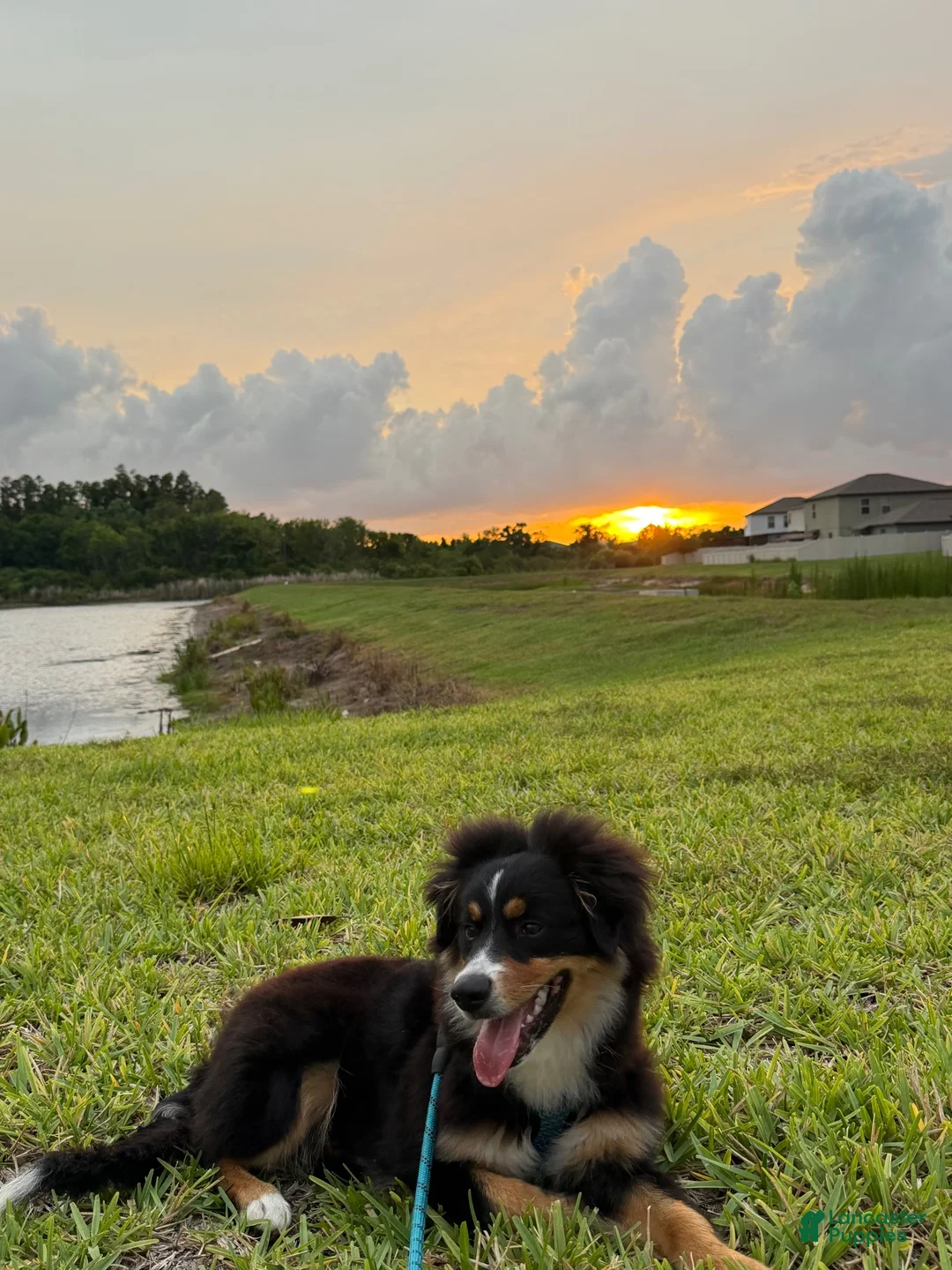 Miniature Australian Shepherd dogs for sale:  1 - Ad 4
