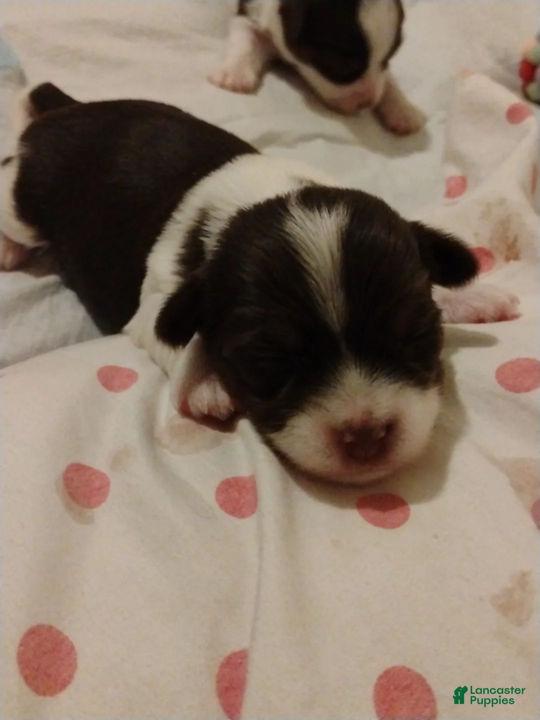 Biewer Terrier dogs for sale: Biewer Terrier Puppy 6 - Ad 1