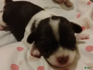 Biewer Terrier dogs Biewer Terrier Puppy 6 - Ad 27