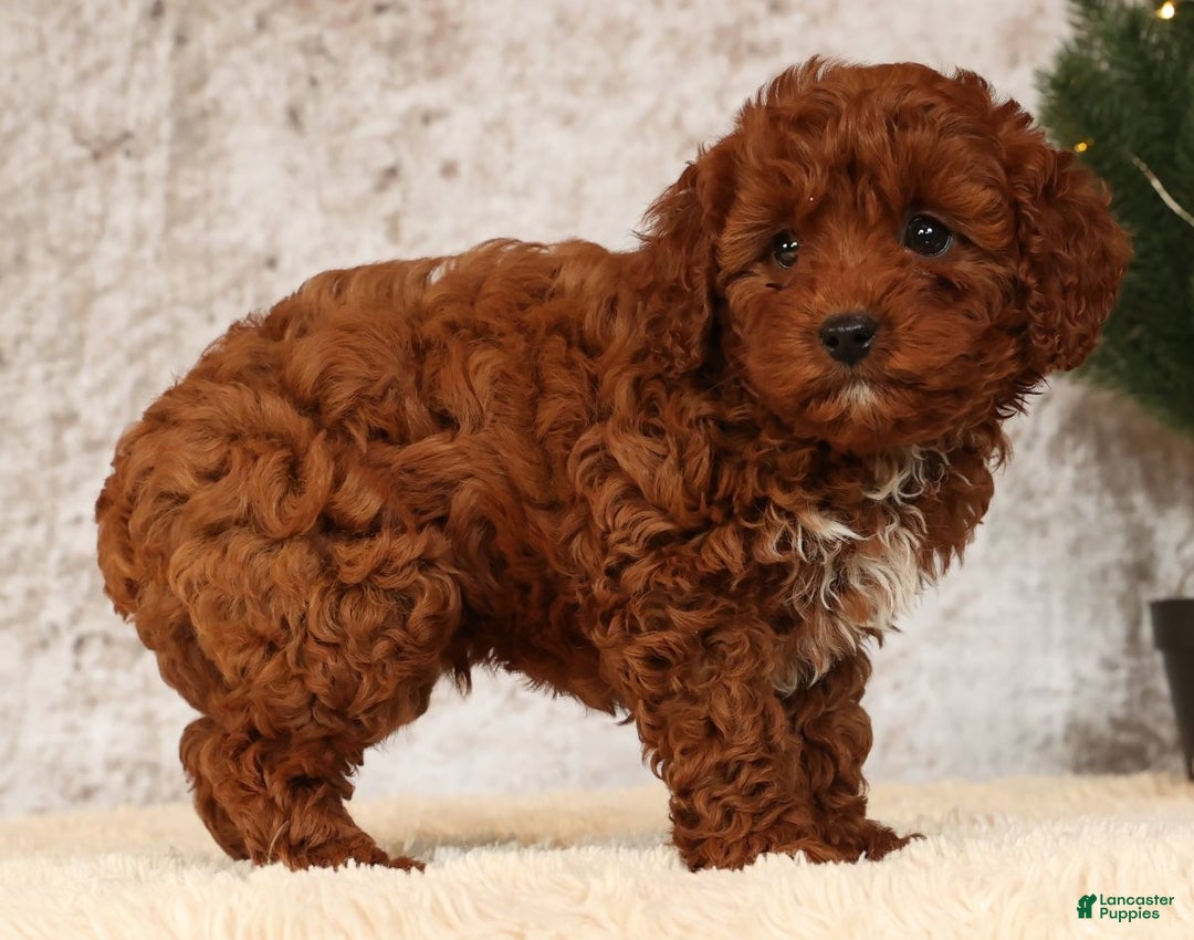 Cavapoo dogs for sale: Nick - Ad 4