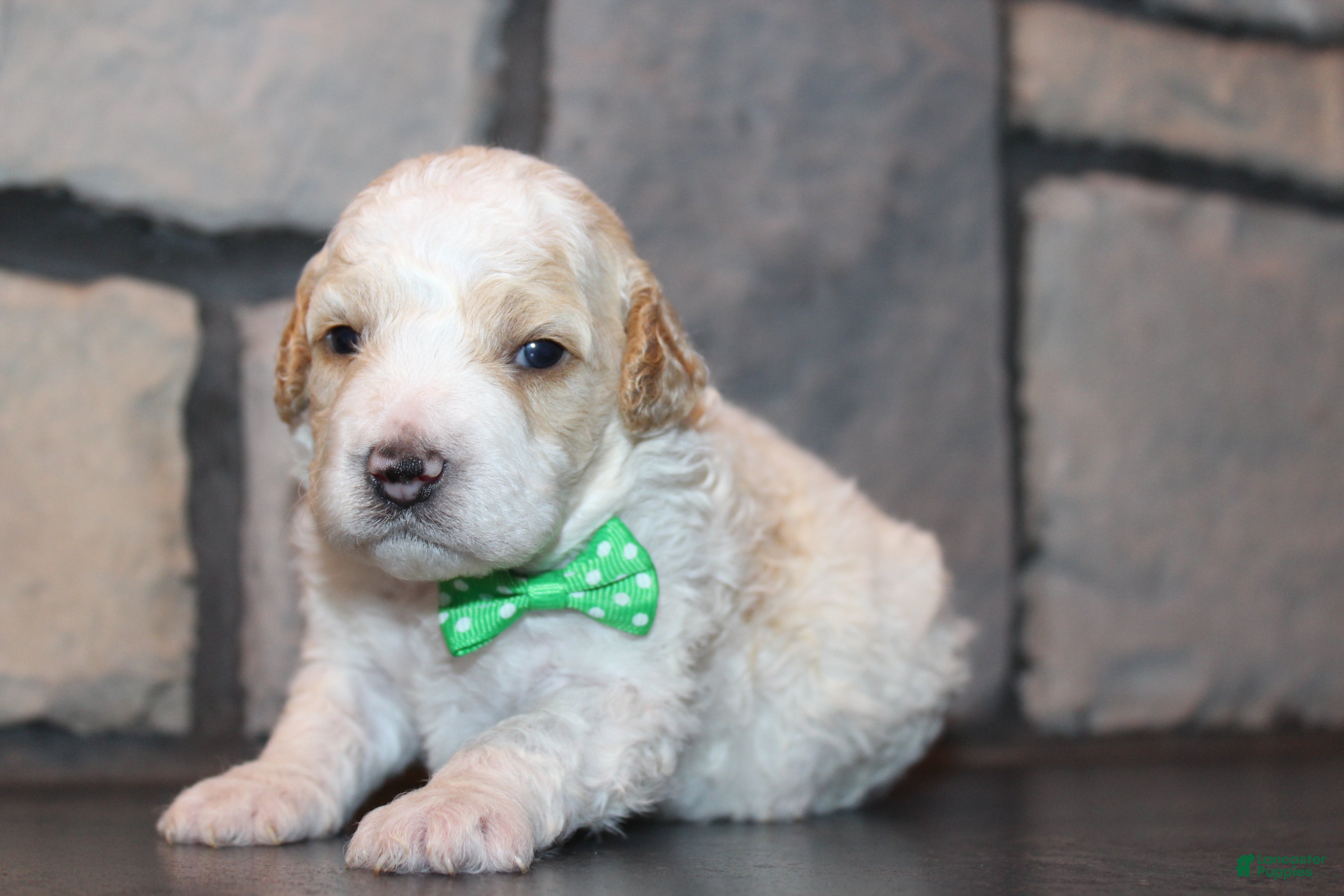 Mini Goldendoodle dogs Mini Ziggy - Ad 1