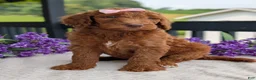 Goldendoodle dogs for sale: Miss Ellie - Ad 7