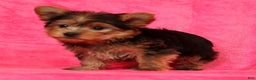 Yorkshire Terrier dogs for sale: Teddy - Ad 9