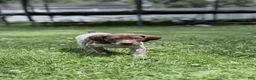 German Shorthaired Pointer dogs for sale: German Shorthaired Pointer 3 - Ad 2