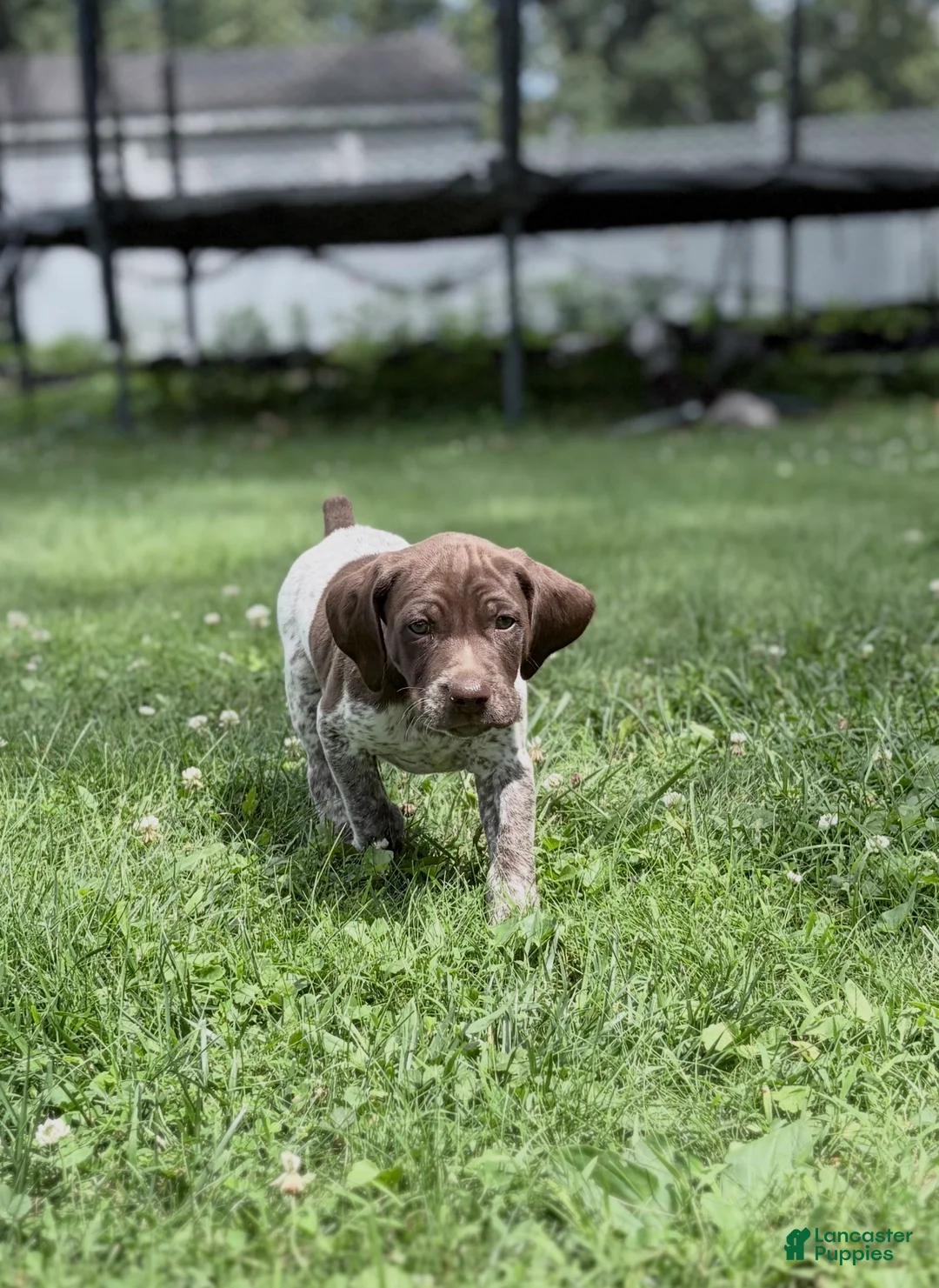 German Shorthaired Pointer dogs for sale: German Shorthaired Pointer 3 - Ad 2