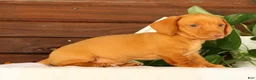 Miniature Dachshund dogs for sale: Rocky - Ad 9
