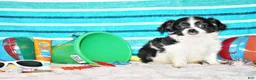 Chihuahua dogs for sale: Nevan - Ad 2