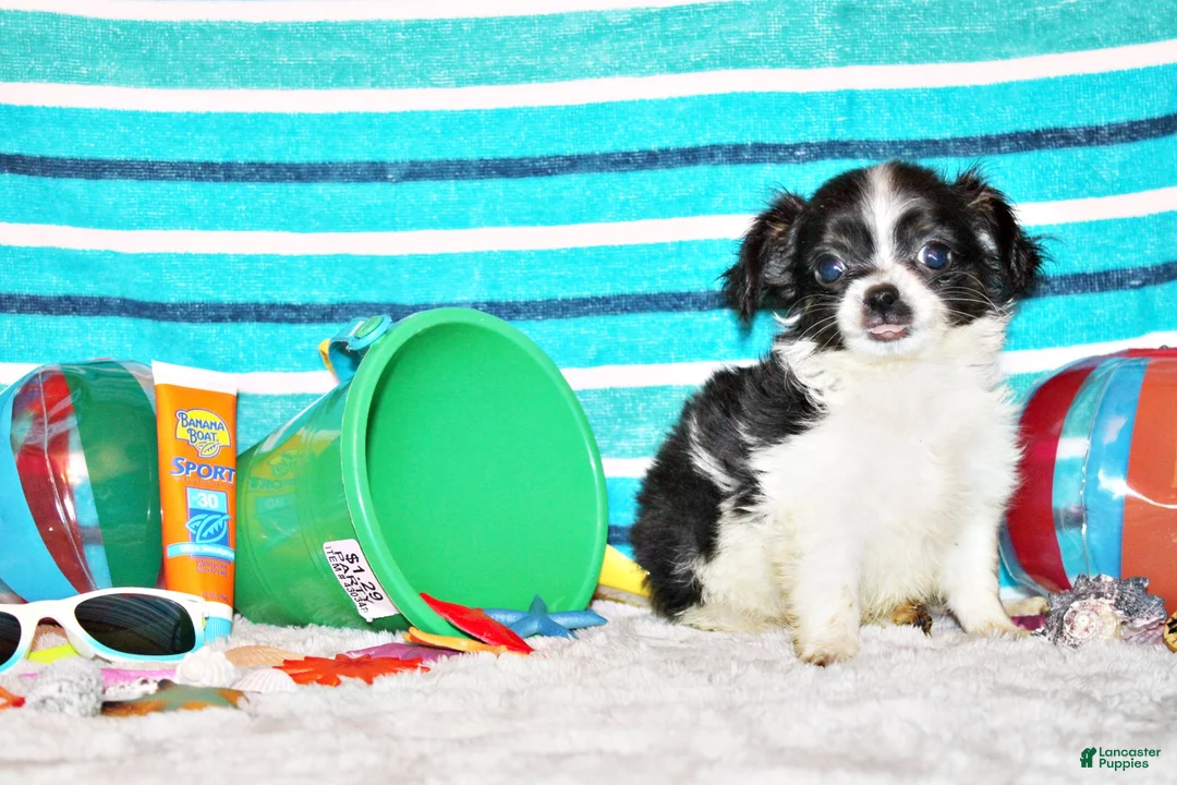 Chihuahua dogs for sale: Nevan - Ad 2