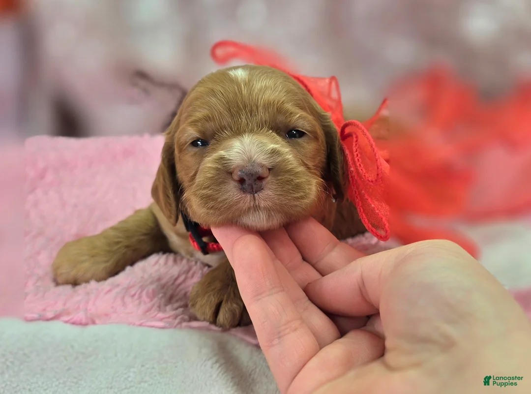 Cockapoo dogs for sale: Diamond - Ad 5