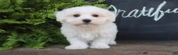 Maltese dogs for sale: Ashley - Ad 3